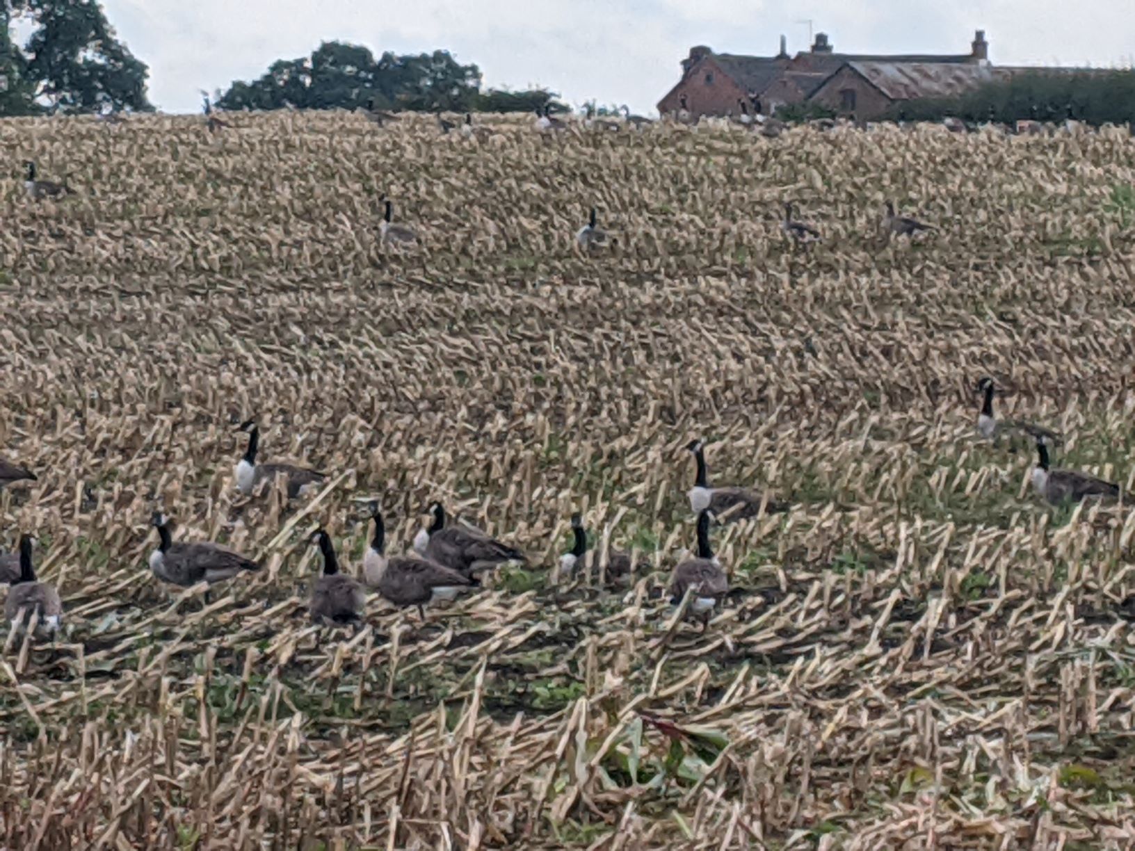 Canada Geese grazing in the maize stubble, October 2nd 2020